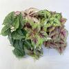 Printed Faux 3d Begonia Wall Mounted Plant For Wedding Props And Styling Home