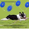 Squeaky Molar Ball: Durable, Bite-Resistant Toy for Medium & Large Dogs