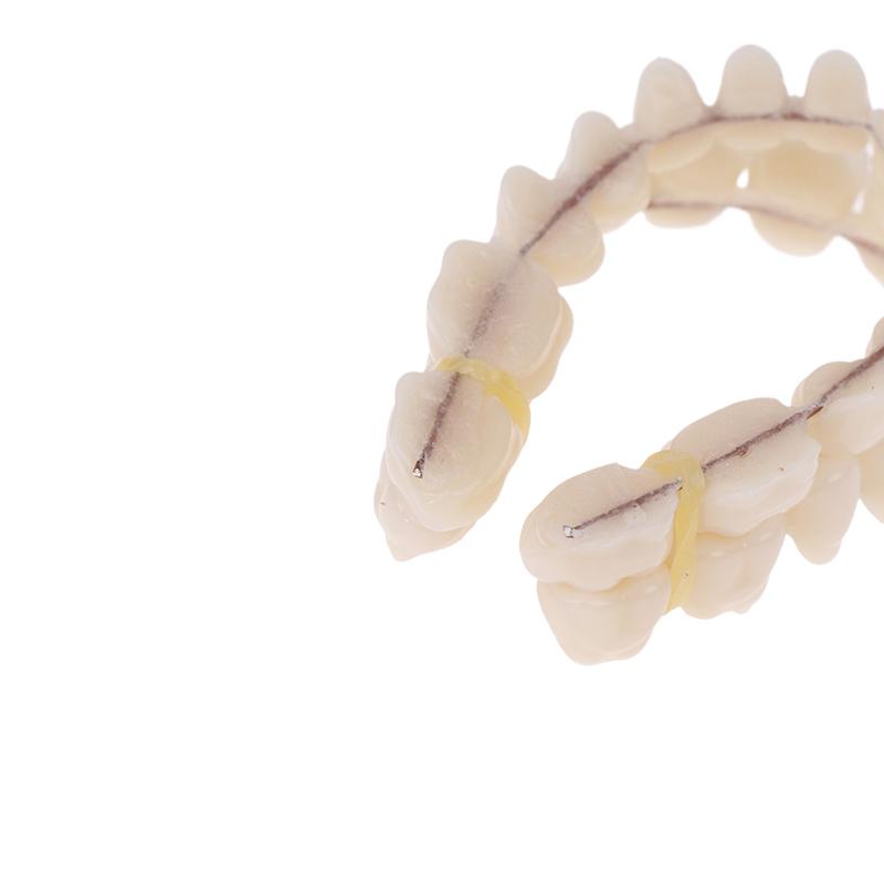 Boxed Resin Denture Upper Lower Teeth Full Mouth S/M/L Size Preformed Dentition Oral Care Teaching Model