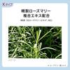 est G.P. Serum-in Lotion K (Lotion)