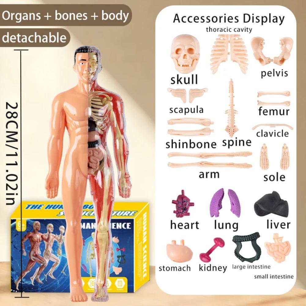 Modello Struttura Corpo Umano Smontabile Assemblato per Bambini, Scheletro Intero, Scheletro Organi, Giocattolo Simulazione Anatomia Medica