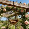 Outdoor Hanging Bird Feeder, Garden Metal Bird Feeder with Curled Hook, Decorative Wild Bird Feeder for Hanging On Tree Branches Balcony Porch