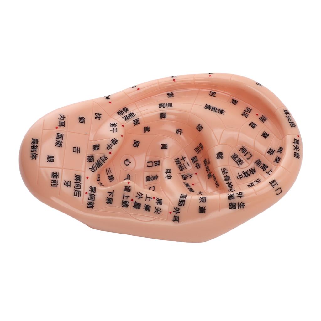 17cm Acupuncture Points Ear Massage Model Ear Zone Massage Model for Teaching Reflexology with