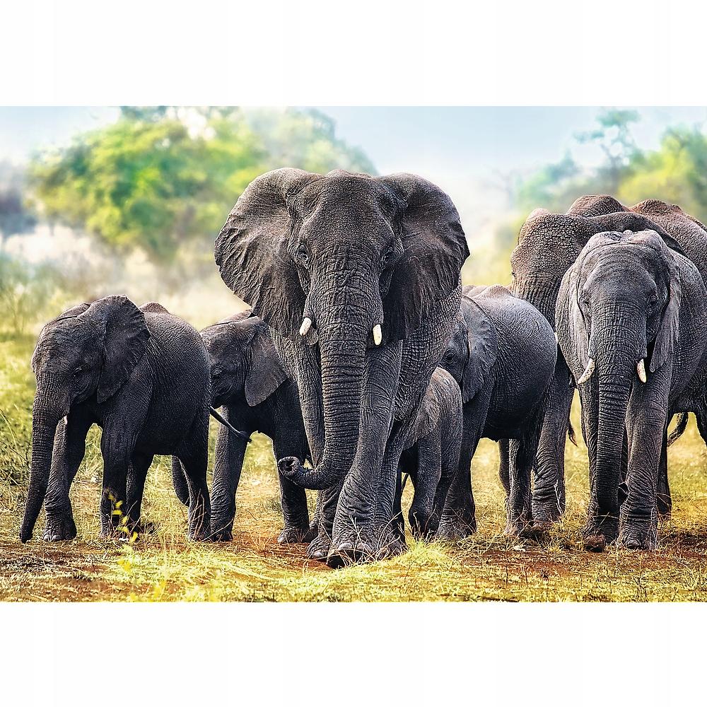 10442 "1000 - African Elephants" / 500px_L