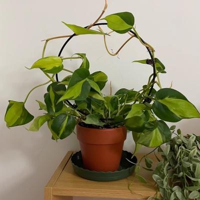 Plant Circle Trellis Climbing Plants Coated Wire Trellis Planter Insert Heart Shape Trellis Small Plant Support Stakes for Flowers Houseplants