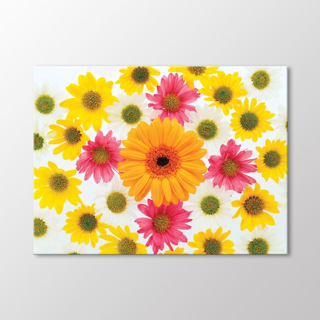 

Таблица хризантем