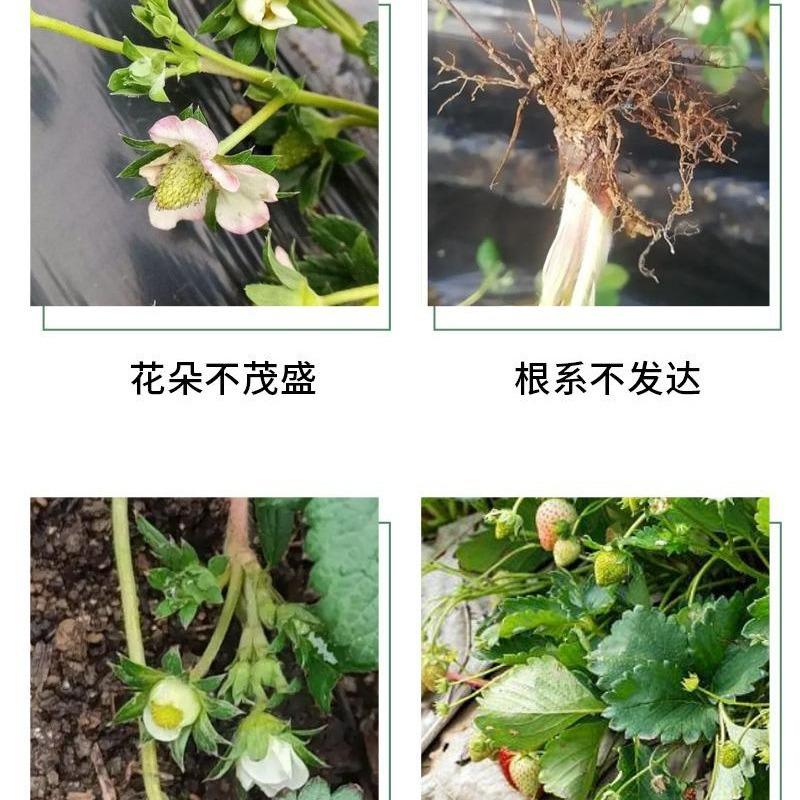 Erdbeeren Spezialdünger Dünger Gartenbau Topf Ernährung
