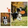 Bite-resistant Silicone Dog Flying Disk Toy Multifunctional Colorful Floating Outdoor Training Interactive Dog Toy Pelota Perro