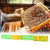 5 Pcs Durable Beehive Door Entrance Gate AntiEscape Beekeeper Plastic Tool(10 Frames for Chinese