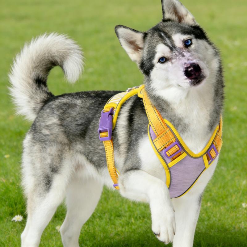 No-Pull Dog Harness Vest with Striped Color Block Design New Macaron Colors Adjustable Escape-Proof Pet Leash Set for Walking