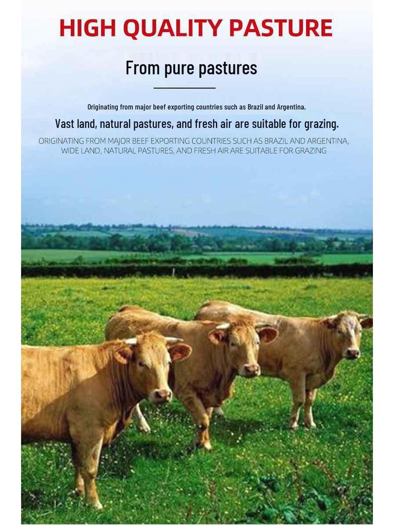 Marinated Sirloin & Ribeye Steak for Catering and Street Market Stalls