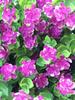4Pcs Artificial Milan Grass Plastic Long Branch Bouquet for DIY Bridal Flower Home Wedding Garden Party Decoration