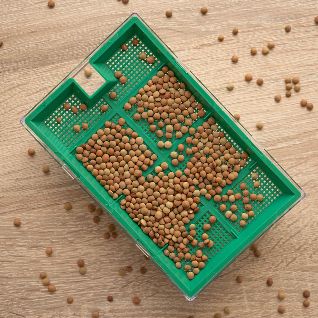 KADAX Kiełkownica Mała 16x10cm Zielona