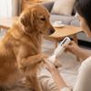 Rechargeable Dog Paw Trimmer LCD Display Electric Dog Clippers Cordless Cat Shaver  Paw Trimming