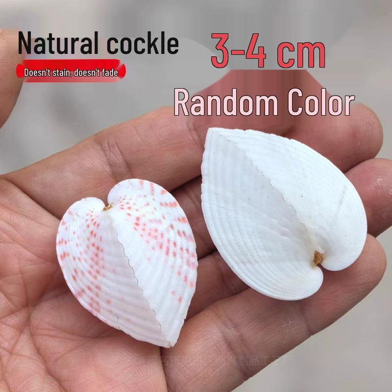 Conch Shells & Starfish for Hermit Crabs: Aquarium Decor & Drift Bottle Accessories