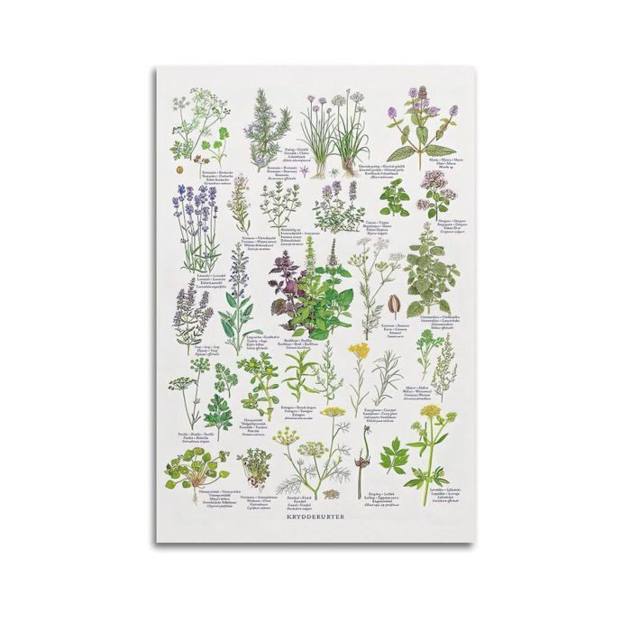 Samsung Galaxy A56 5G 8 Go/256 Go Gris (Awesome Light Grey) Double SIM SM-A566