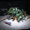 Plants For Reptile Terrarium Realistic Fake Greenery Decor Bearded Dragon Artificial Leaves For Freshwater Desert Fish Turtle