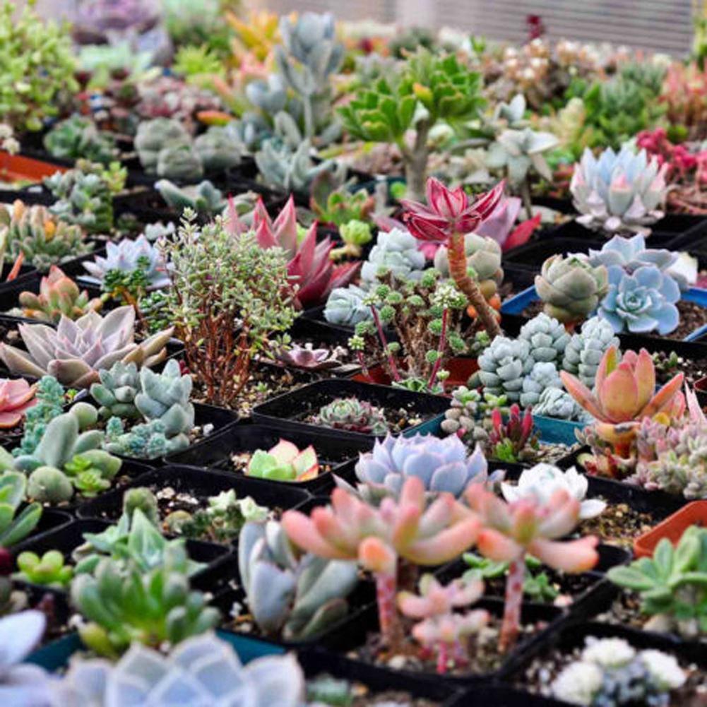 Lithops Rare Living Stones Plant Succulent Cactus Fresh 50 Viable Seeds