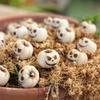 20 Creative Halloween White Pumpkins, Outdoor Garden Bonsai Decoration Filled with Pumpkin Ornaments, Home Micro Landscape Decor