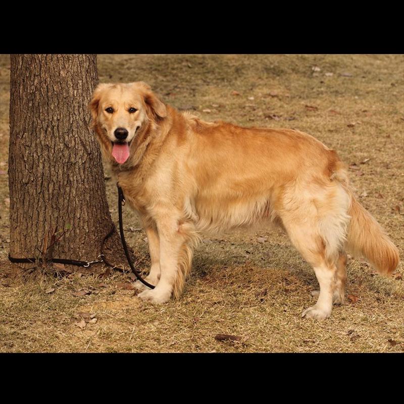 Multi-Function Cowhide Dog Leash: Convenient Tie-Out and Running Rope