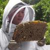 Beekeeping tools beekeeping tools beeproof clothing white beeproof clothing one-piece bee clothing cotton bee protective clothin