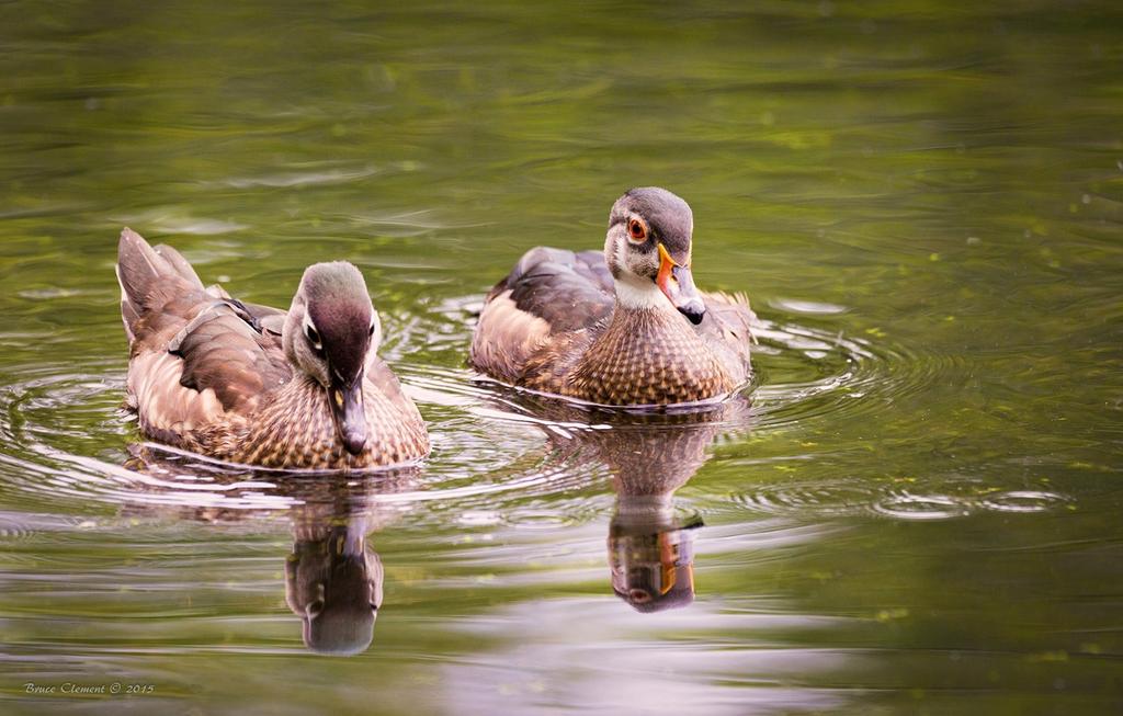 Sigma DG OS HSM Lens for Nikon SLR Cameras 150-600mm F5-6.3 F-Mount Full-Frame (Contemporary)