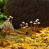 Weather Resistant Iron Mushroom Stake Garden Ground Stake with Antique Rusty Designs Outdoor Yard Landscaping Decoration