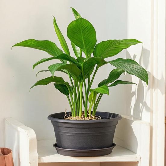Fioriera Retro Loto Diametro Grande Fioriera Bassa Fioriera Idroponica in Plastica per la Coltivazione di Semi di Loto Piante Acquatiche Uso Giardino Balcone