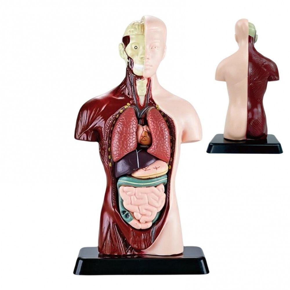 Plastics Human Torso Anatomy Model DIY Mannequin Kid Skeleton Model  Birthday Kids Gift