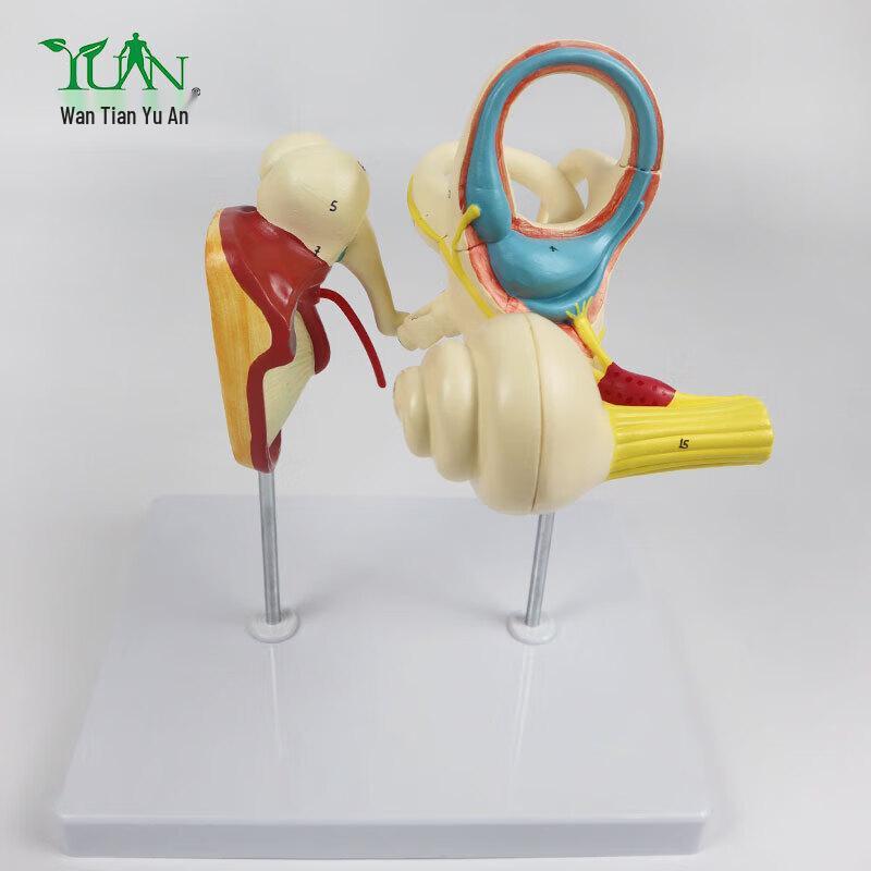 Анатомическая модель человеческого уха, 4-кратное увеличение