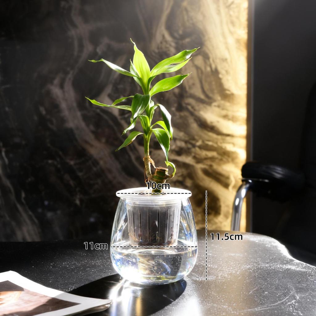 Small Hydroponic Vase for Phalaenopsis & Succulents - Desktop Decoration