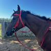 Horse Bridle Rein Nylon Stylish Adjustable Horse Bridle Headstall Equestrian Rein Red L( For Horses with Shoulder Height of 1.3 Meters and Above )