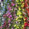 2pcs Fake Morning Glory Garlands, 5.9ft Artificial Flower Vine, Hanging Eucalyptus Vine for Wall, Party, Wedding Arch, Floral Decor, Home Ceremony
