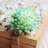 2pcs Realistic Fake Succulent Flocking Plants DIY Simulated Floral Plants  Party Decor