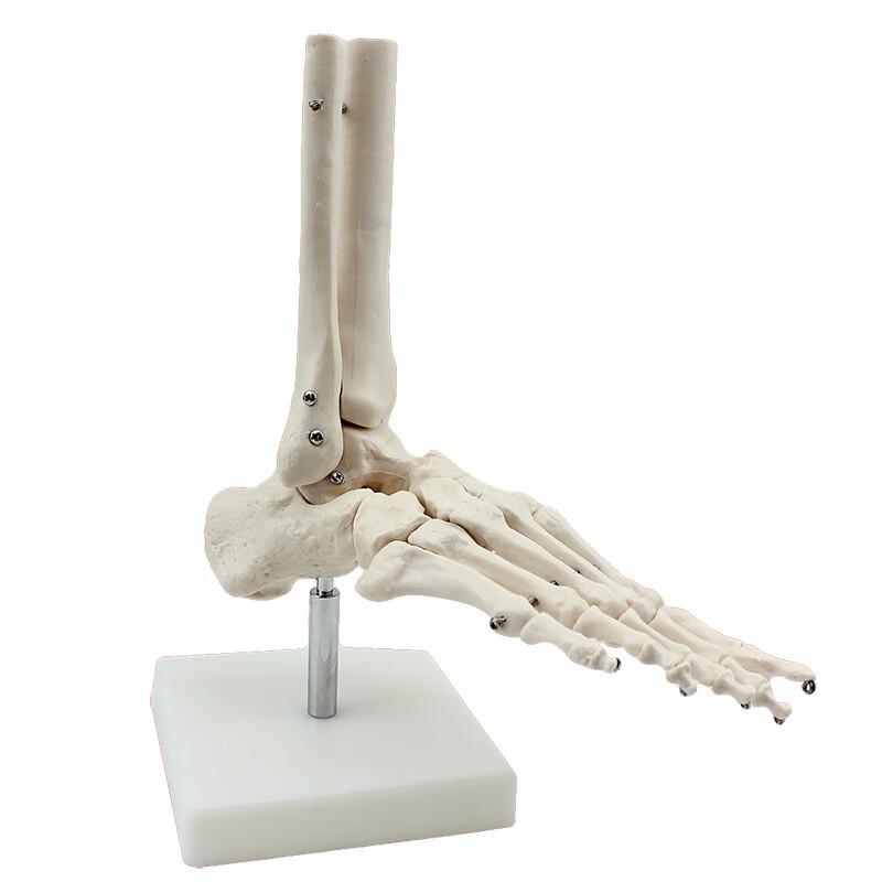 

ENOVO Medical Functional Knee Joint Model
