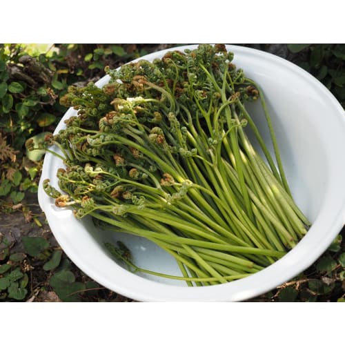 Nodahoro Enamel Basin, Heat-Resistant, 32cm, with Handle, Washtub, Footbath, Soaking Tub, White, Made in Japan, TA-32