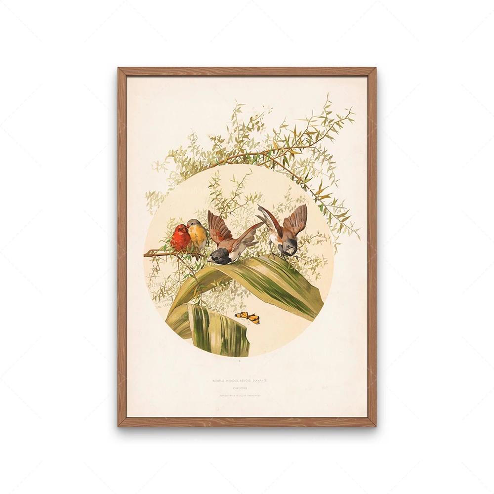 Garden birds poster, goldfinch bird, beaked warbler bird and hyacinth flower, four bengal birds, audubon bird print decoration,