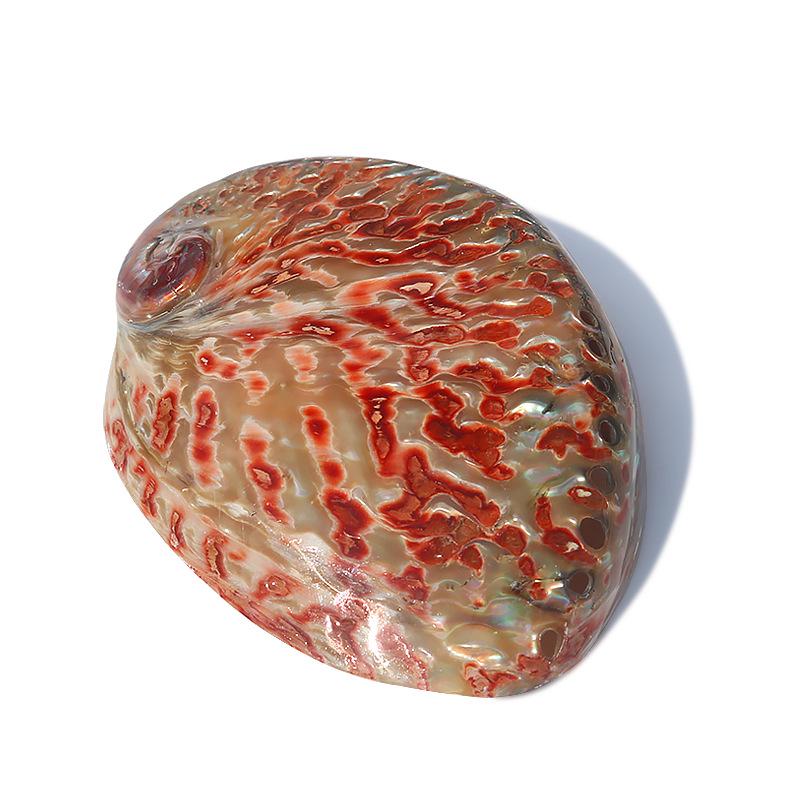Guscio di Abalone Naturale per Arredamento Casa, Acquari, Paesaggistica e Bruciare Salvia