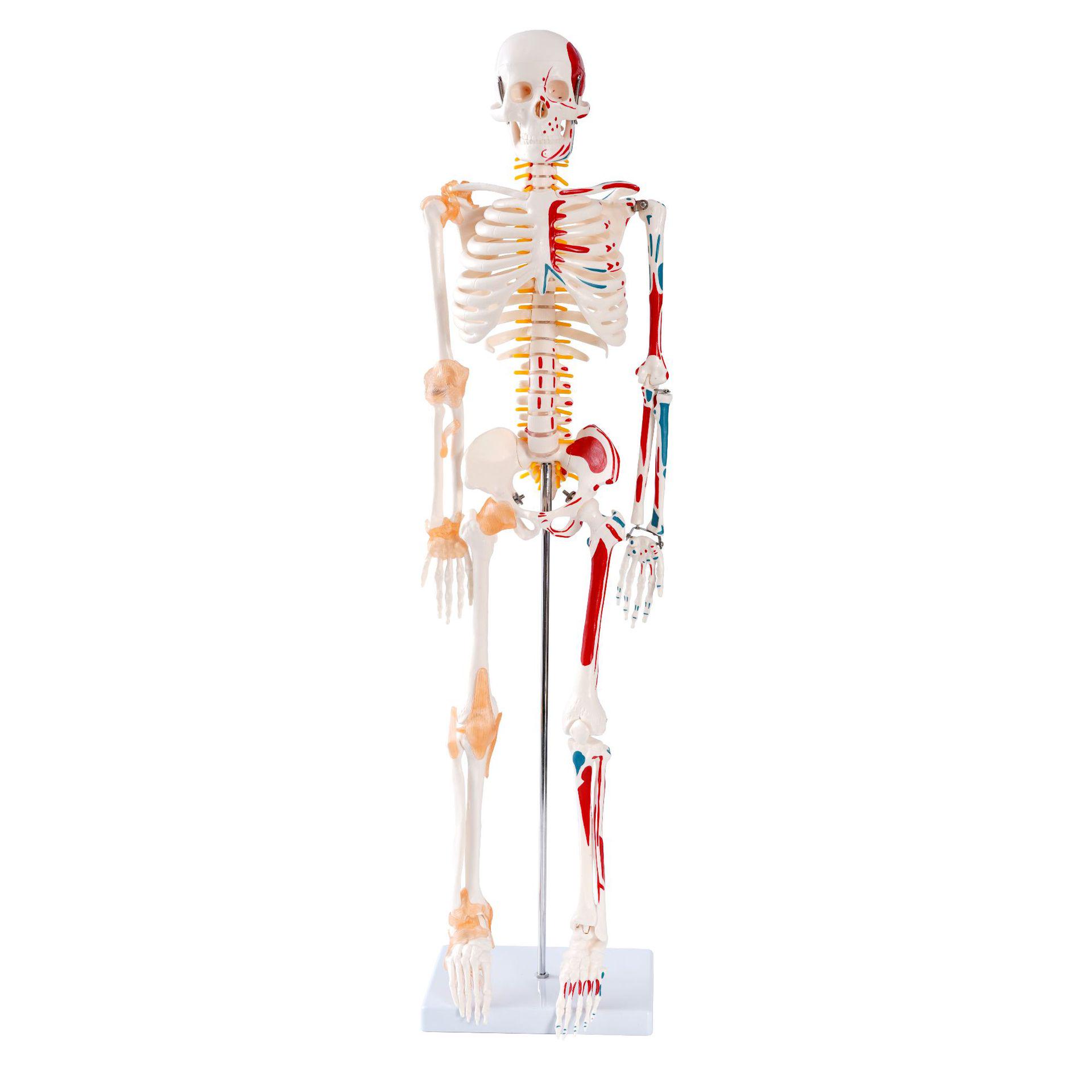 85CM Saliekams skelets ar nerviem, starpskriemeļu