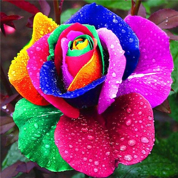 50X50CM 5D Diy Diamond Embroidery Sale Rose Pictures Of Rhinestones Diamond Art Painting Kits Flower Mosaic Handmade Gift