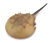 COLLECTA Dinosaur American Horseshoe Crab 88905 Figure