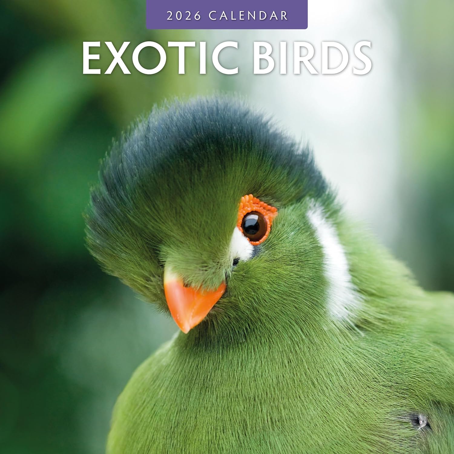 Red Robin 2026 Exotic Birds Monthly Wall Calendar | 12 x 24 Open | Premium Thick & Sturdy Paper | Hangable 12 Month Calendar | Lined Notes & To Do