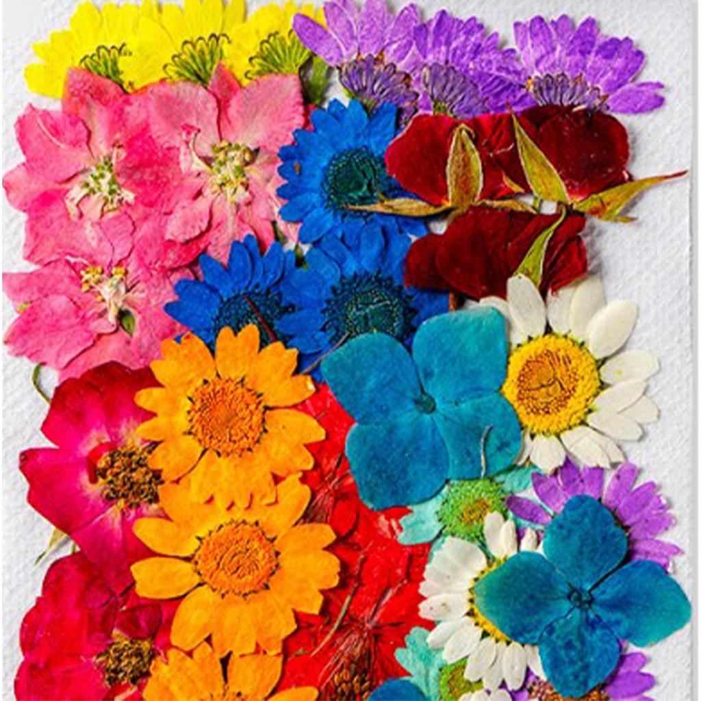 36Pcs Dried Flowers Assorted Styles Colors Natural Material Multi Purpose Dried Flower Heads for