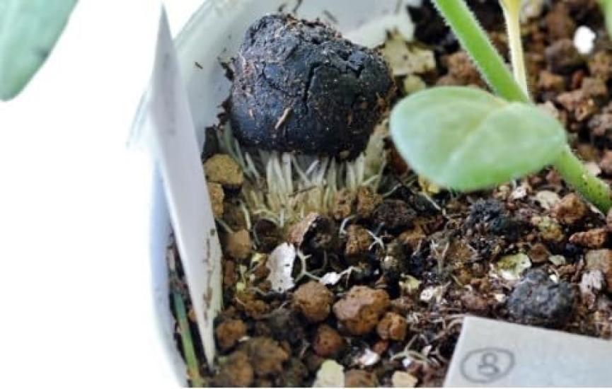 Tosho Super Fermentiertes Öl Kasu Omakase Mittelkorn 700g