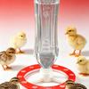 QX2E Automatic Chicken Drinker For Small Poultry Farm Features 12 Drinking Harbors And Waterproof Construction