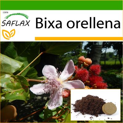 Albero del rossetto - 20 semi - Con substrato per invasatura per una migliore coltivazione - Bixa orellena
