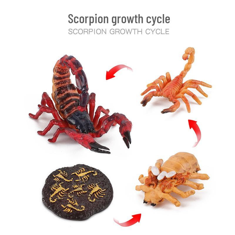 Animal Growth Cycle Models: Chicken, Duck, Goose, Butterfly, Turtle, Frog Montessori Teaching Figurines