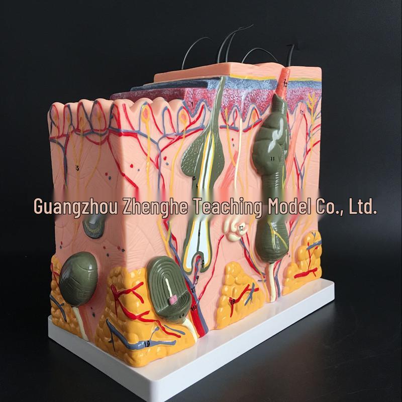 85x Magnified 3D Human Skin Anatomy Model for Dermatology 50x Magnification
