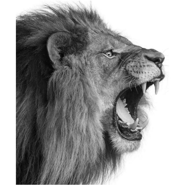 

Мужской Лев и львица, настенные художественные постеры с животными, модные HD принты, холст, картина для гостиной, коридор, эстетический декор, изображение 21x30 No Frame