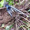 1pc Small Weed Puller With 4 Teeth, Gardening Hand Tools, Weed Remover Tool For Yard Ergonomic Weeder Tool (The Handle Can Be Lengthened By Yourself)